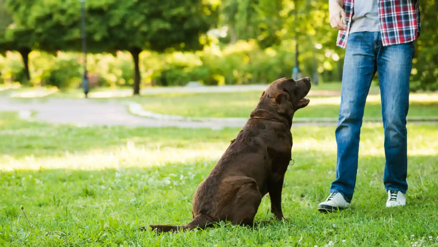 comportement du chien