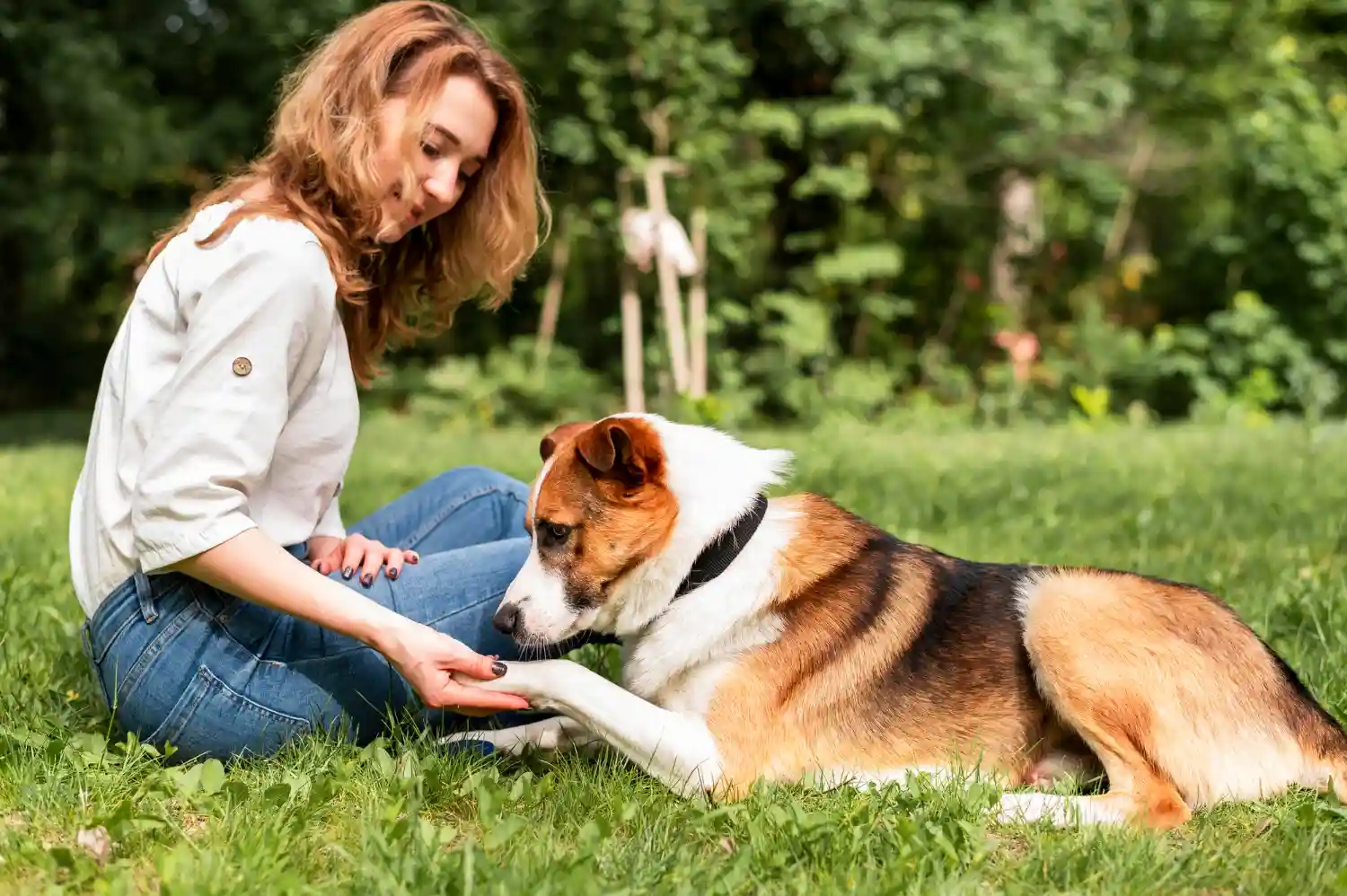 comprendre son chien