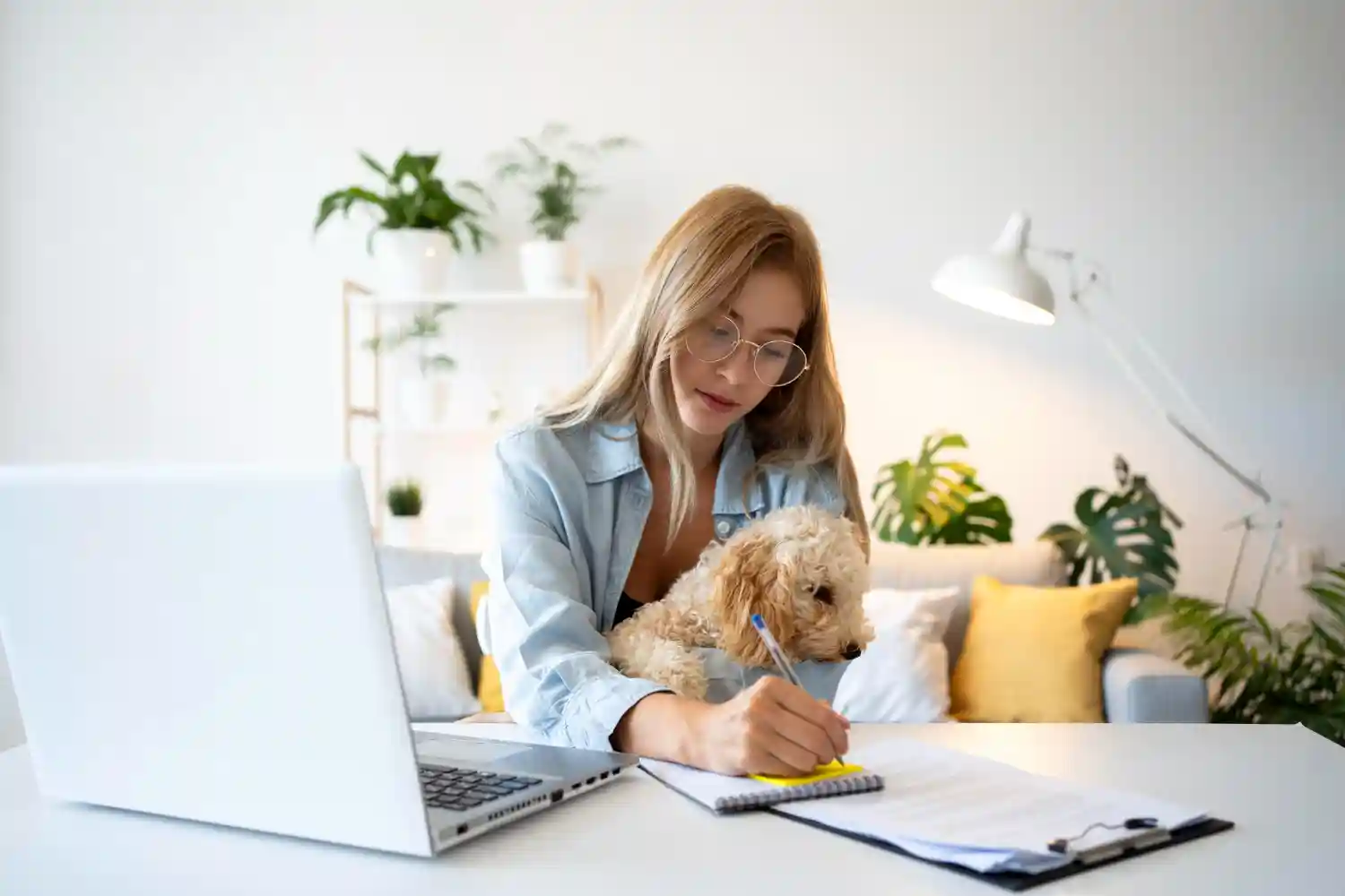 formalité adoption chien