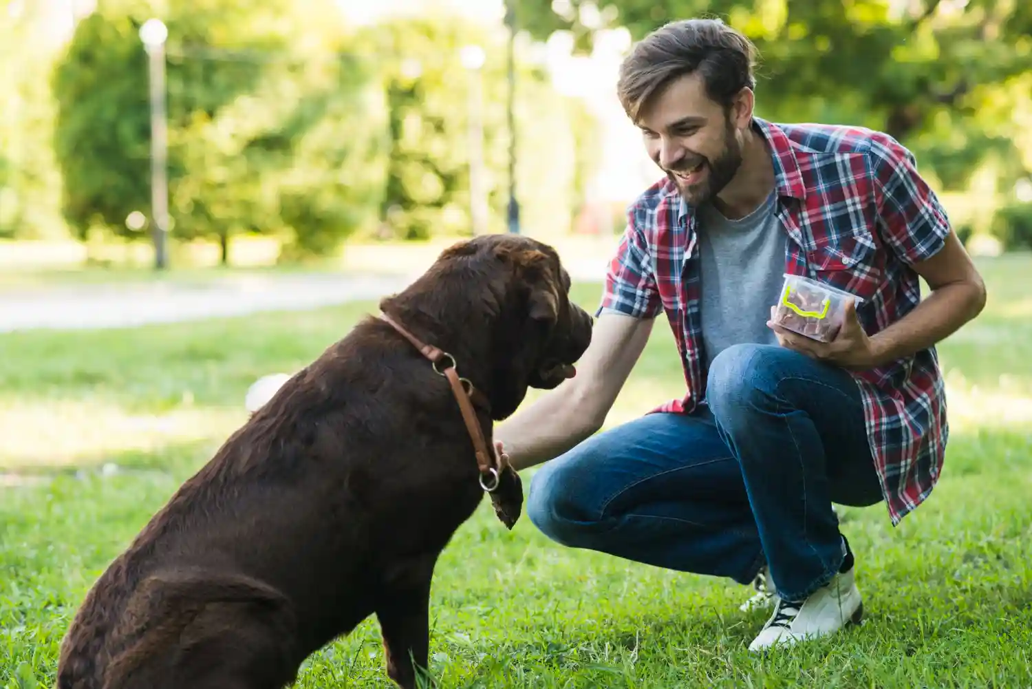 Homme récompensant son chien assis lors d’un entraînement d’éducation canine positive en plein air