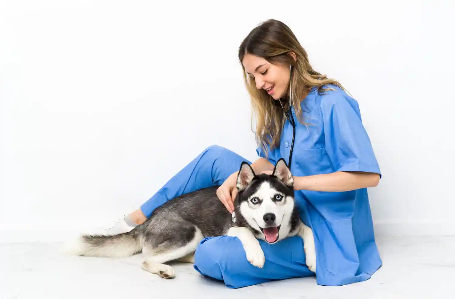mutuelle chien