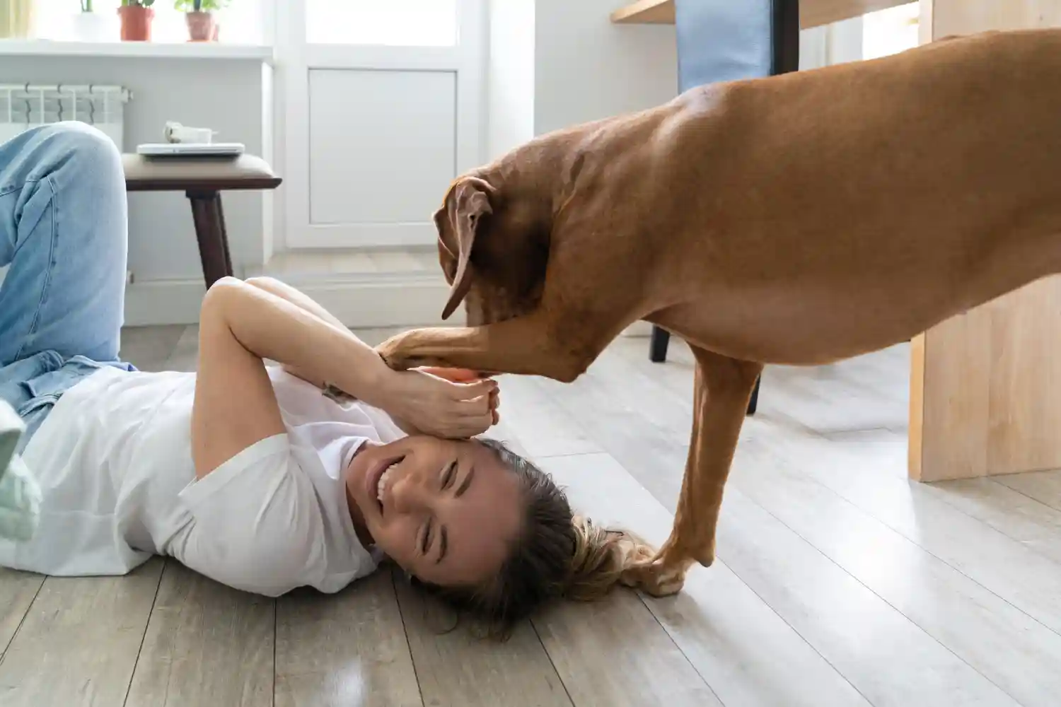 probleme de comportement chez le chien