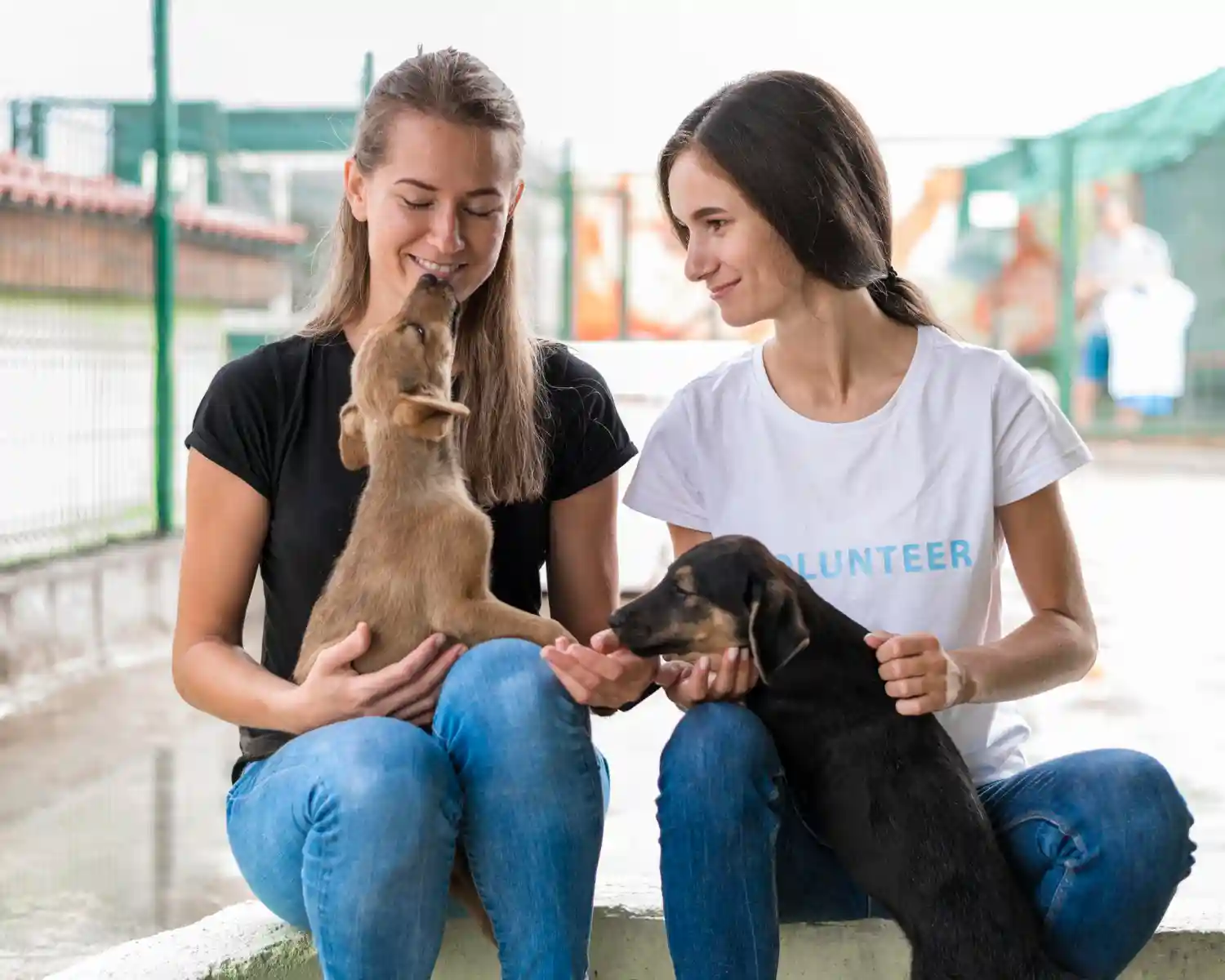 socialisation chien