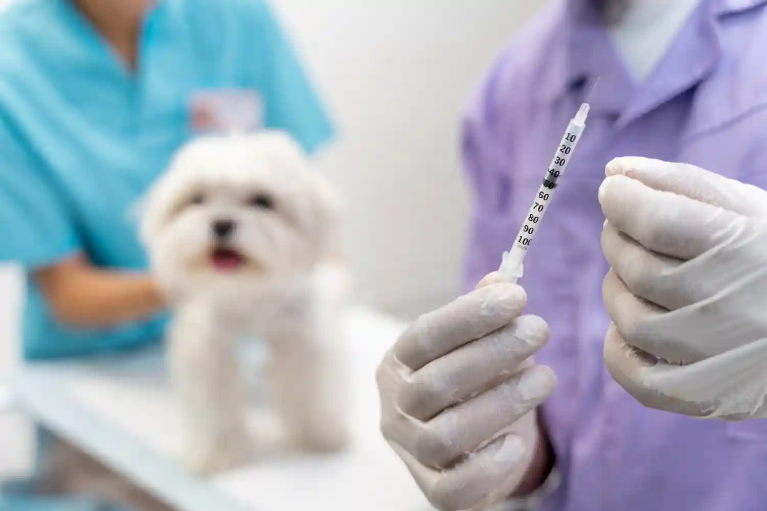 vaccin chien