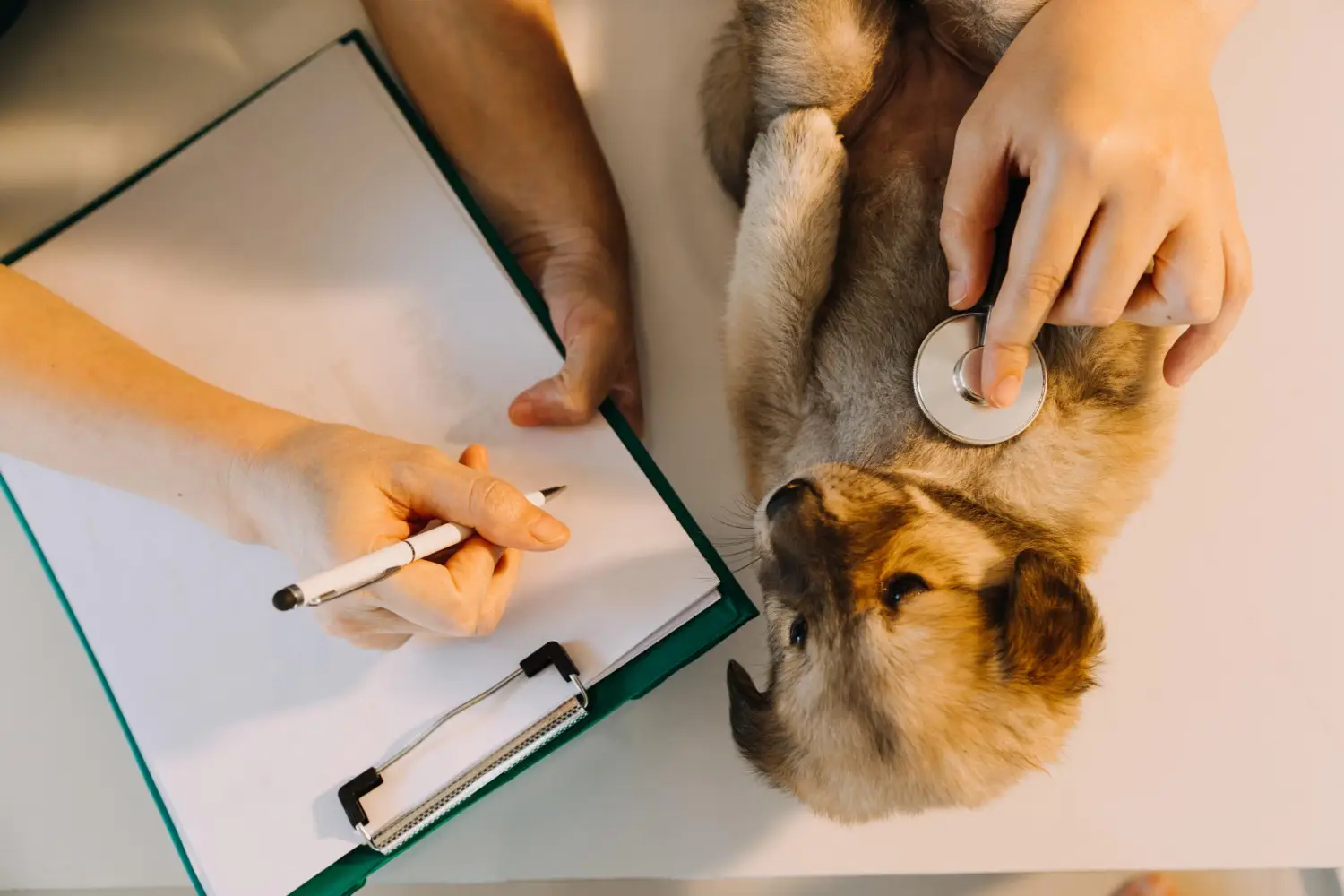 assurance santé pour chien