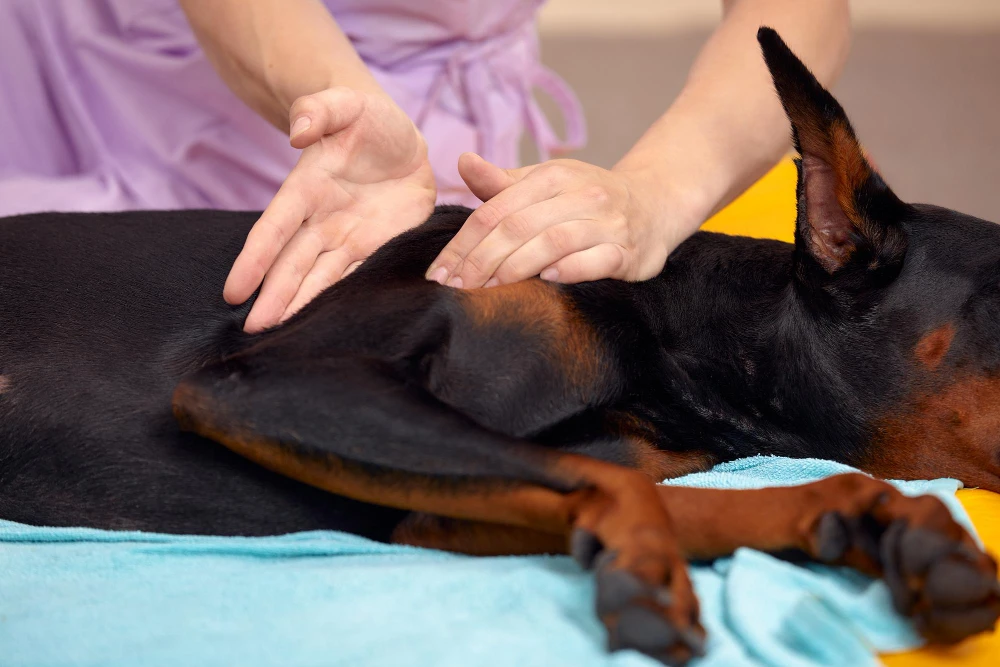 acupuncture chien