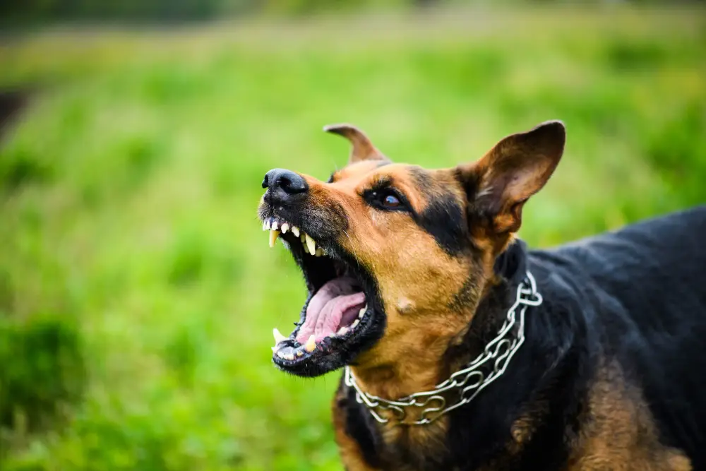 agressivité du chien
