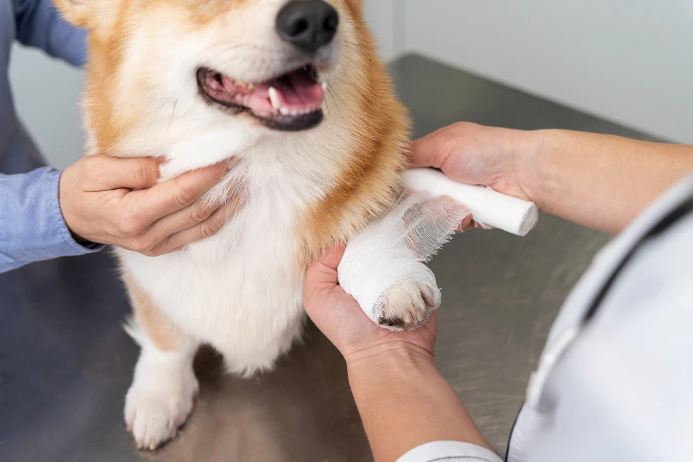 blessure chien conseils etapes soigner