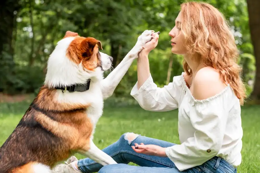 comuniquer avec chien guide