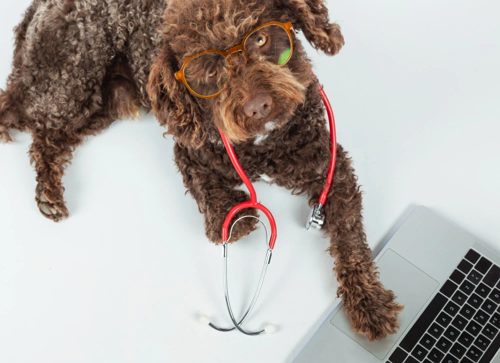 conseil sante chien