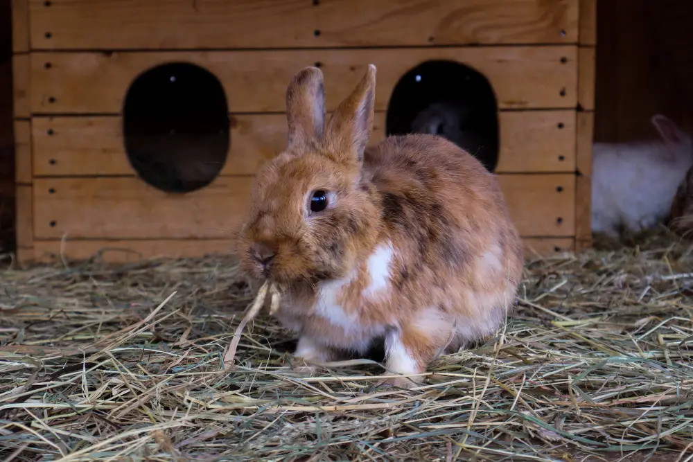 lapin domestique