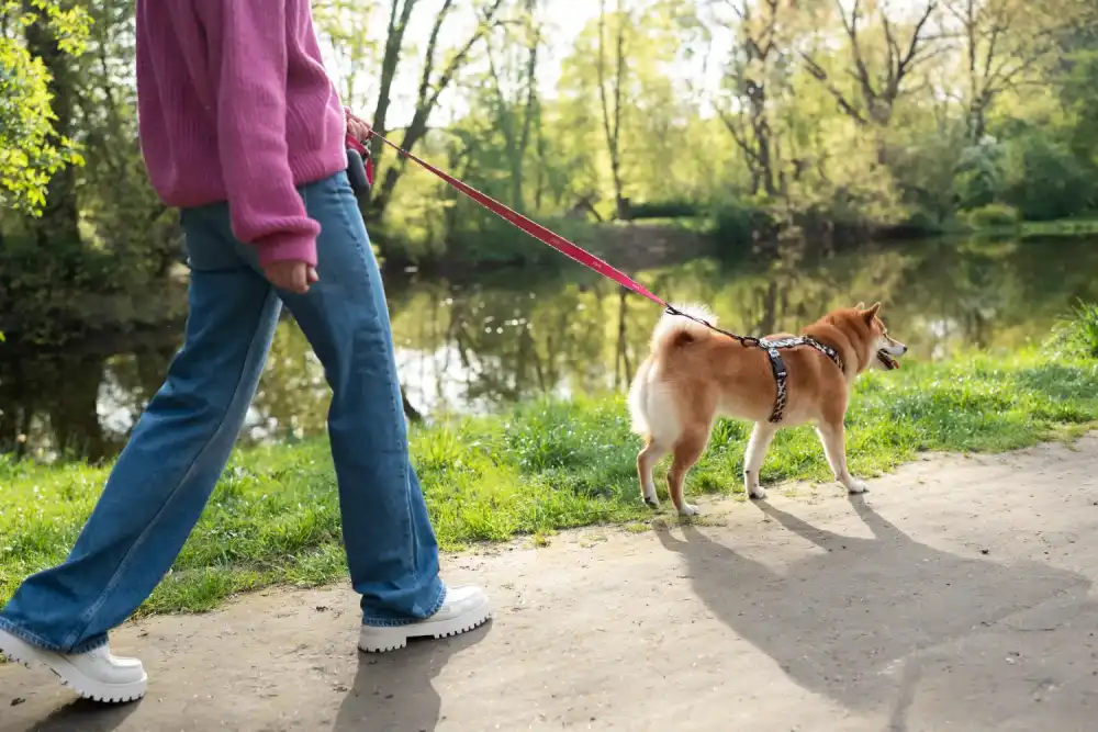 promenade pour chien