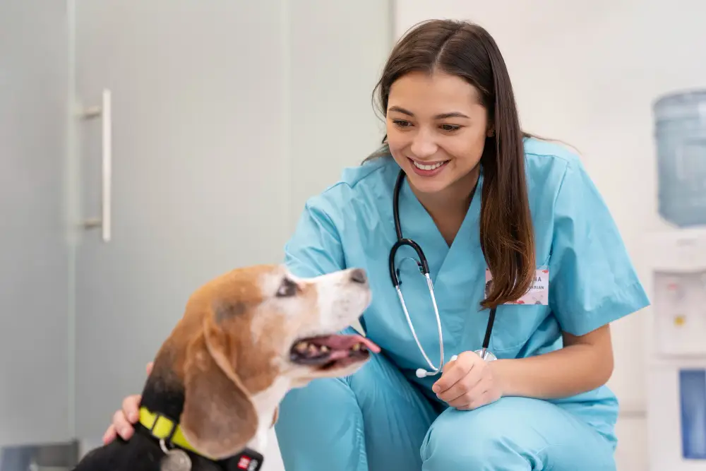 stérilisation chien