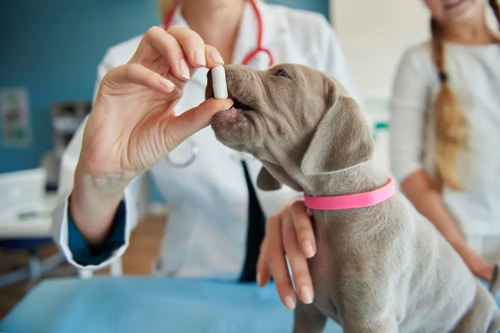 allergie chien symptomes