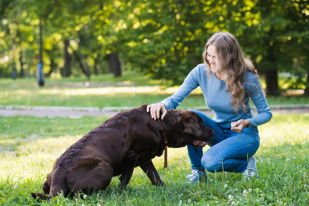 apprendre couché à son chien
