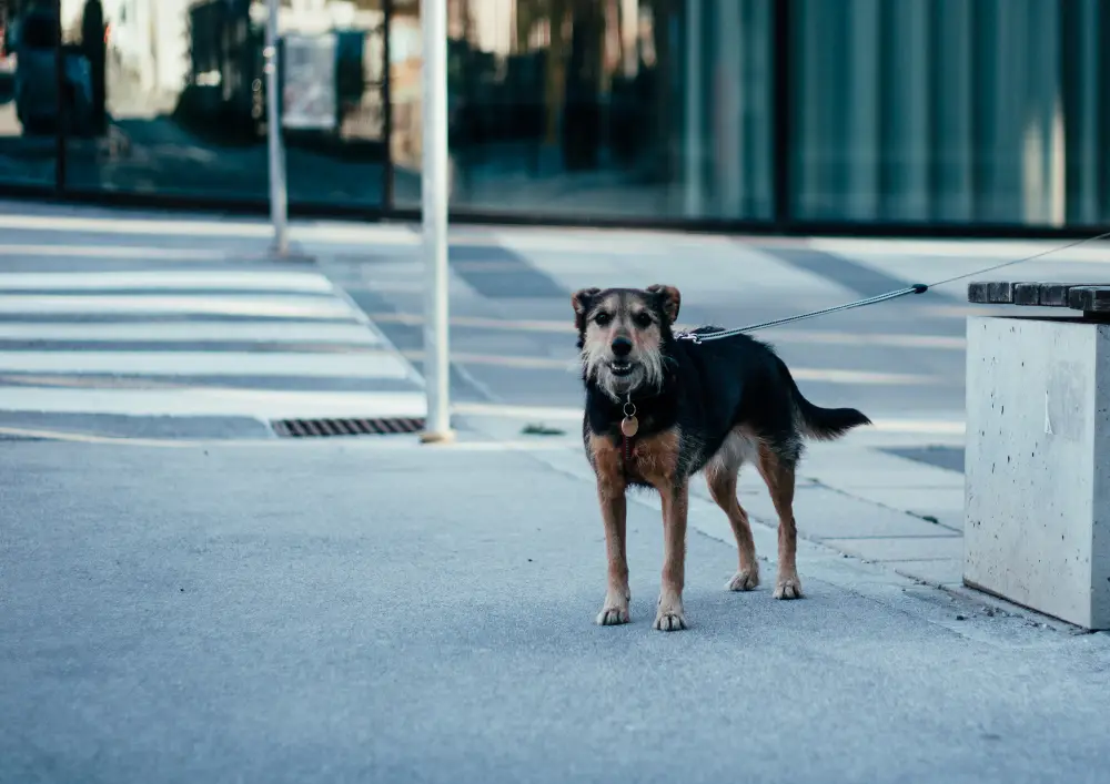 chien fugueur