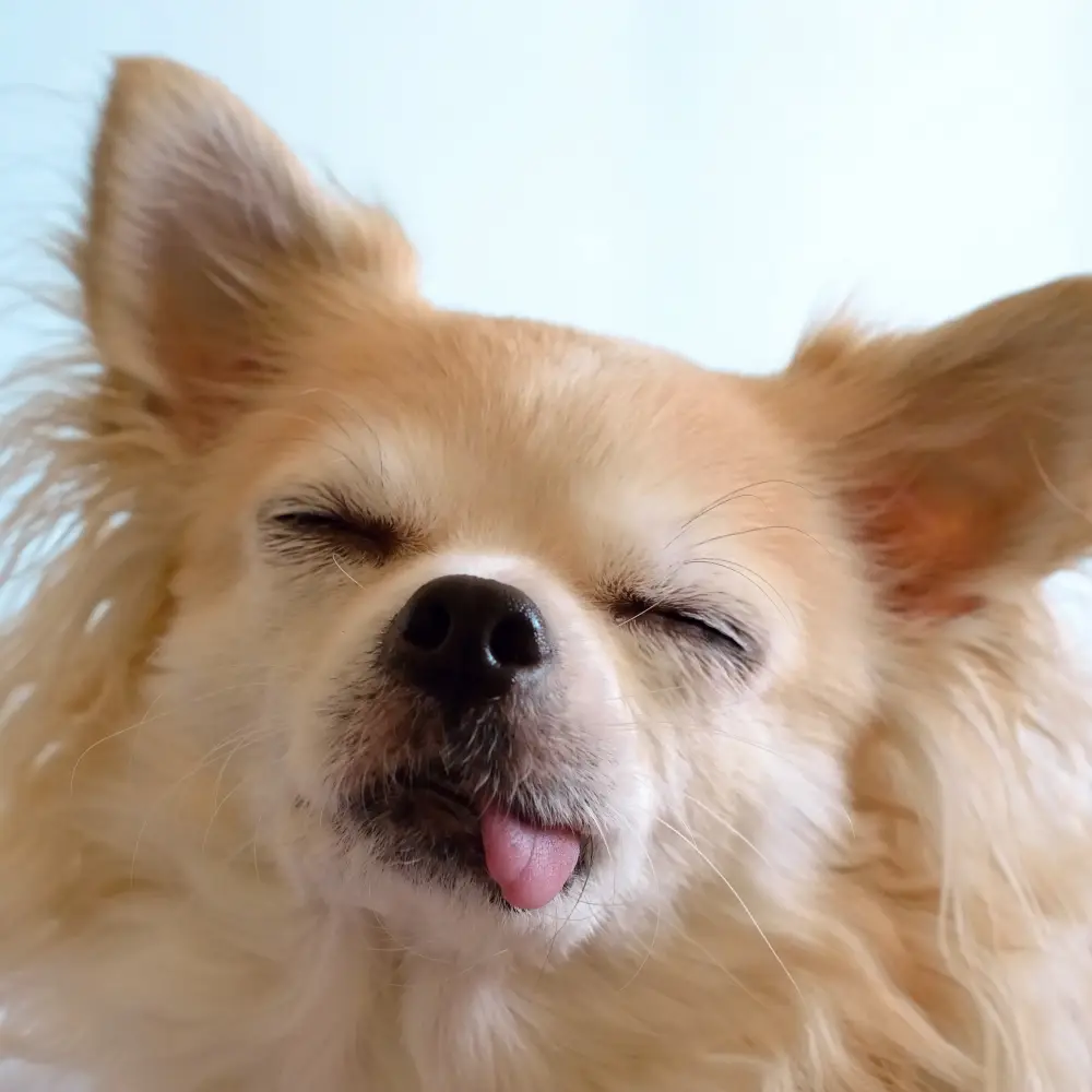 museau chien