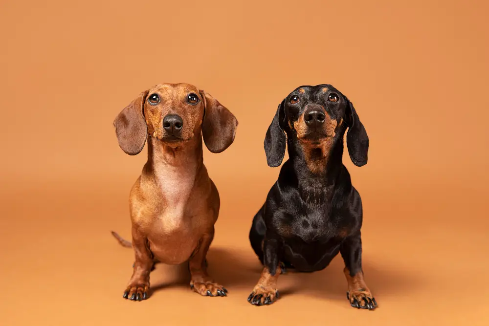 Deux teckels, mâle et femelle, illustrant le choix entre chien mâle ou femelle à l’adoption