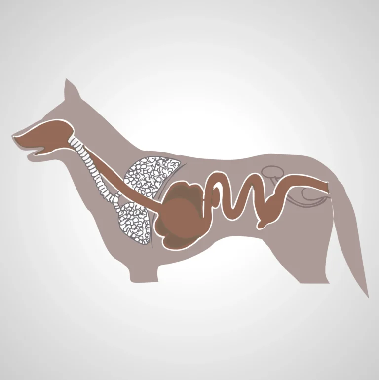 appareil digestif chien
