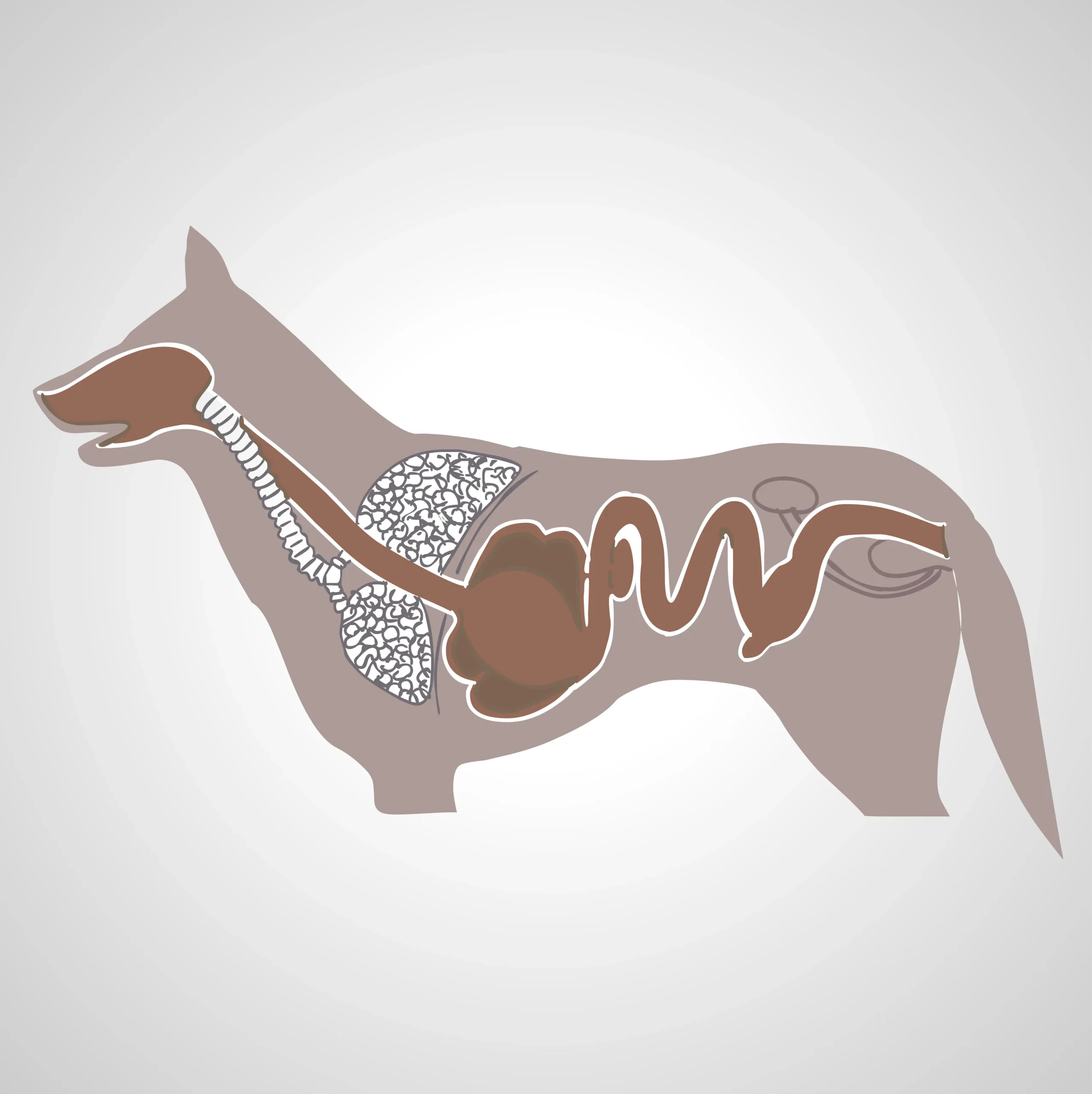 appareil digestif chien