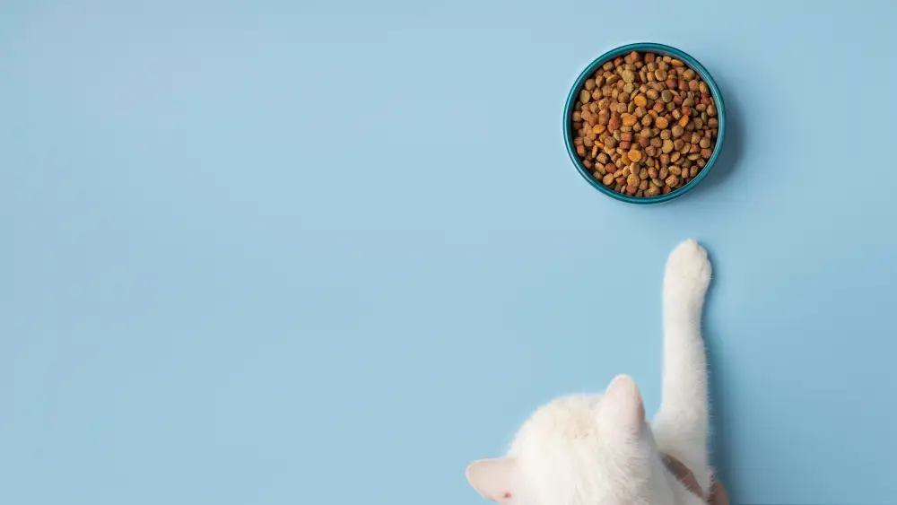 Chat face à sa gamelle de croquettes, illustration des troubles alimentaires chez le chat et de la gestion de l’appétit