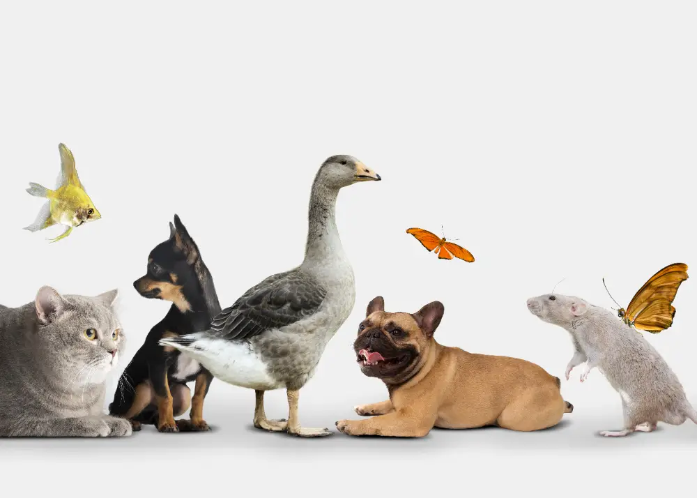 Les questions à se poser avant d’adopter un animal selon son mode de vie et le type d’animal