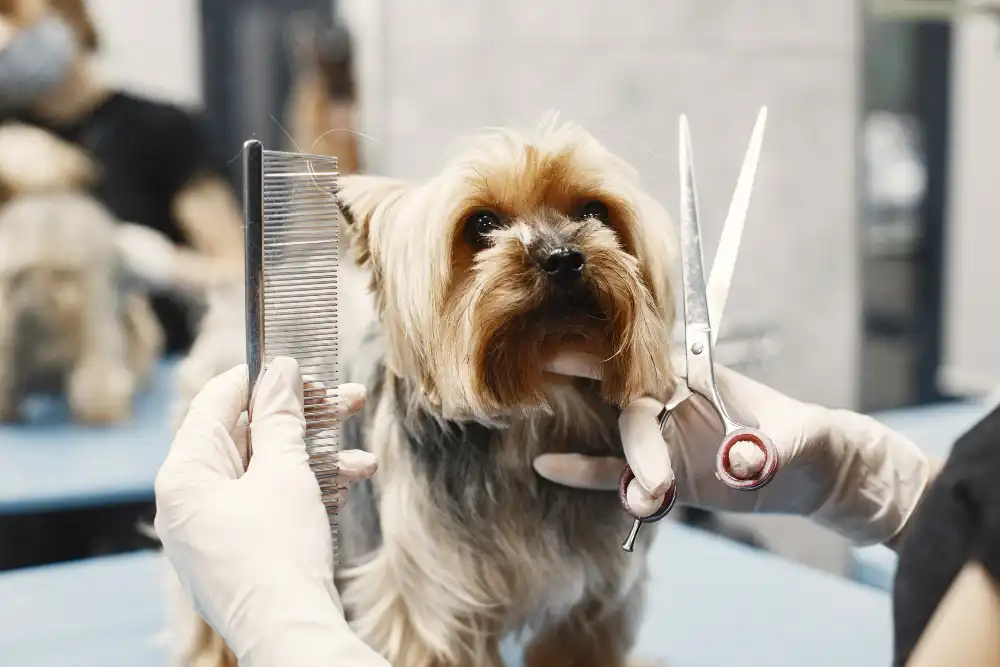 toiletteur pour chien