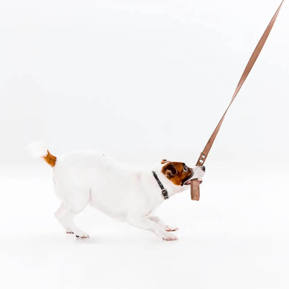 comment choisir laisse chien