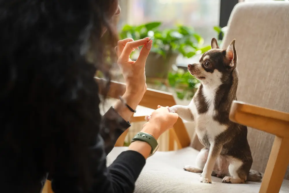 comment recompenser chien