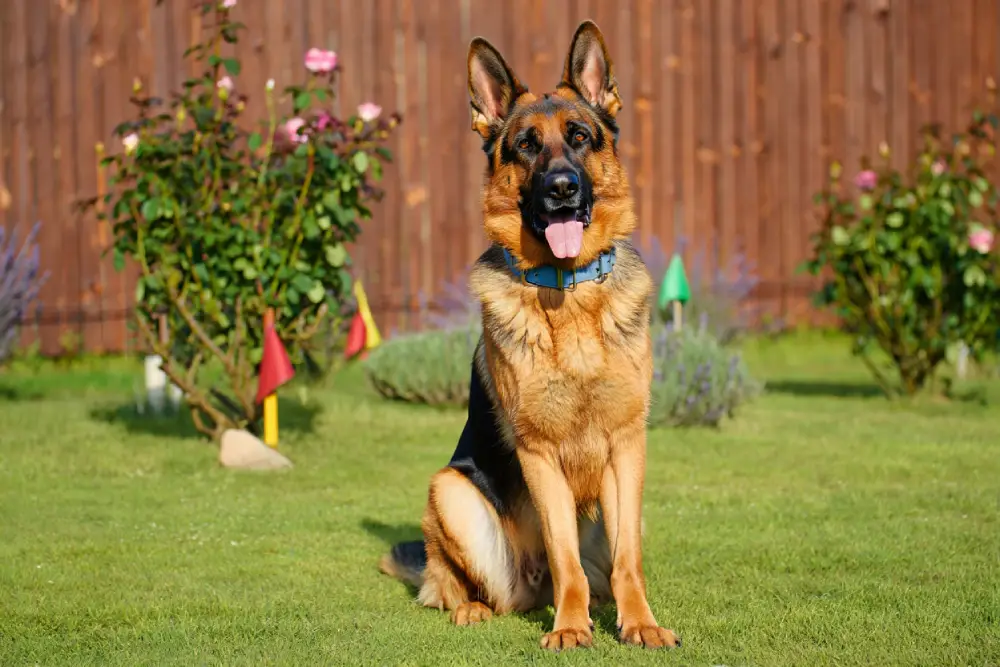 delimiter territoire chien