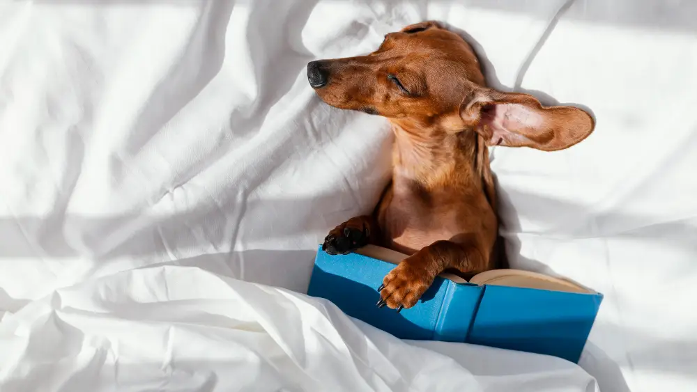 lit pour chien