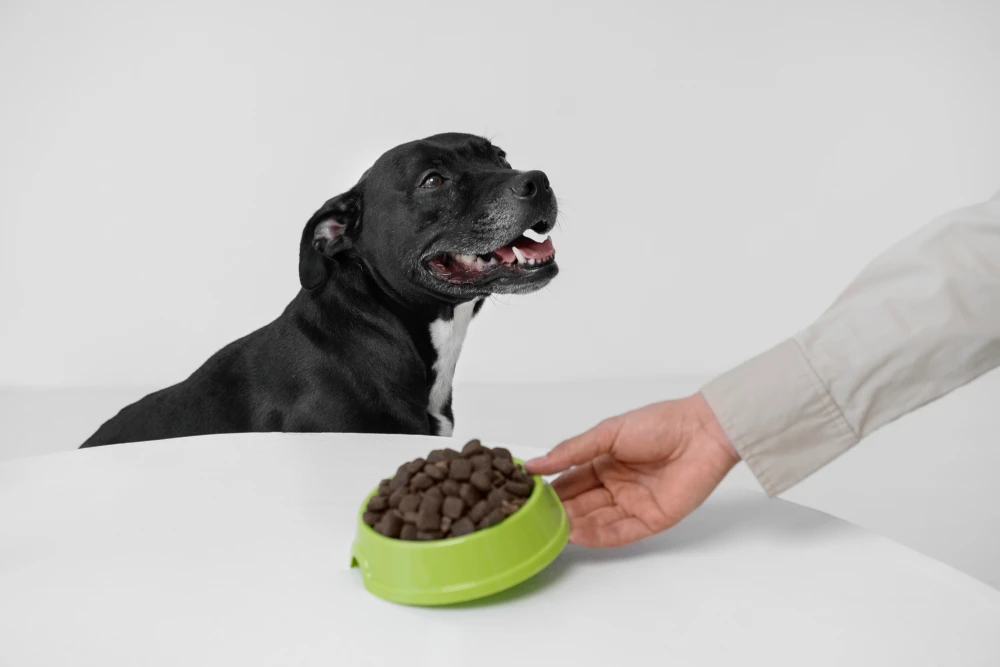 Chien dégustant une alimentation adaptée pour son bien être chien