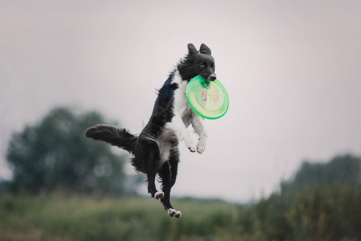 border collie attrapant un disque volant sports et entrainement avec des athletes canins