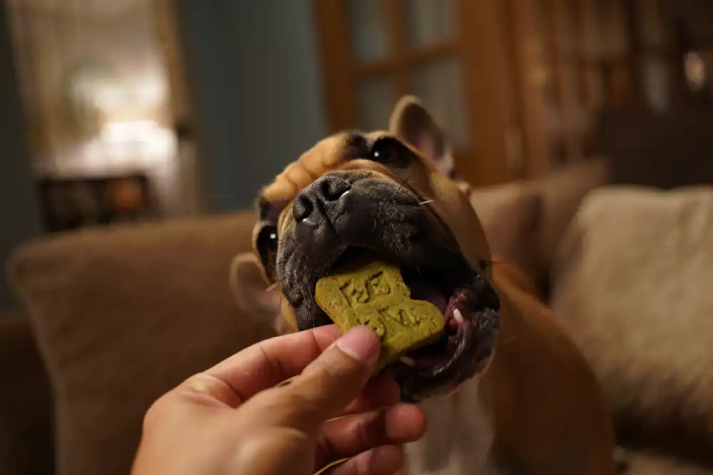 Friandise CBD apaisante pour chien stressé