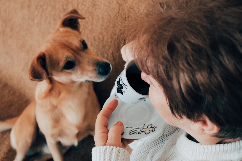 Chien attentif observant sa maîtresse dans un moment de quotidien