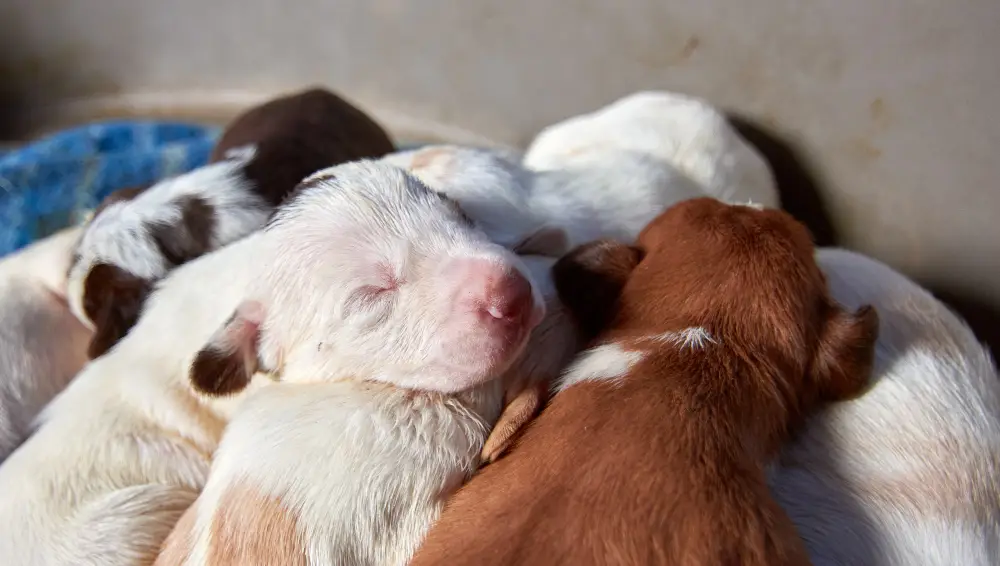 Portée de chiots nouveau-nés dans leur niche