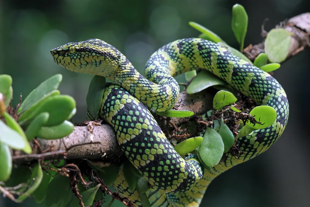 Adopter un serpent comme animal de compagnie
