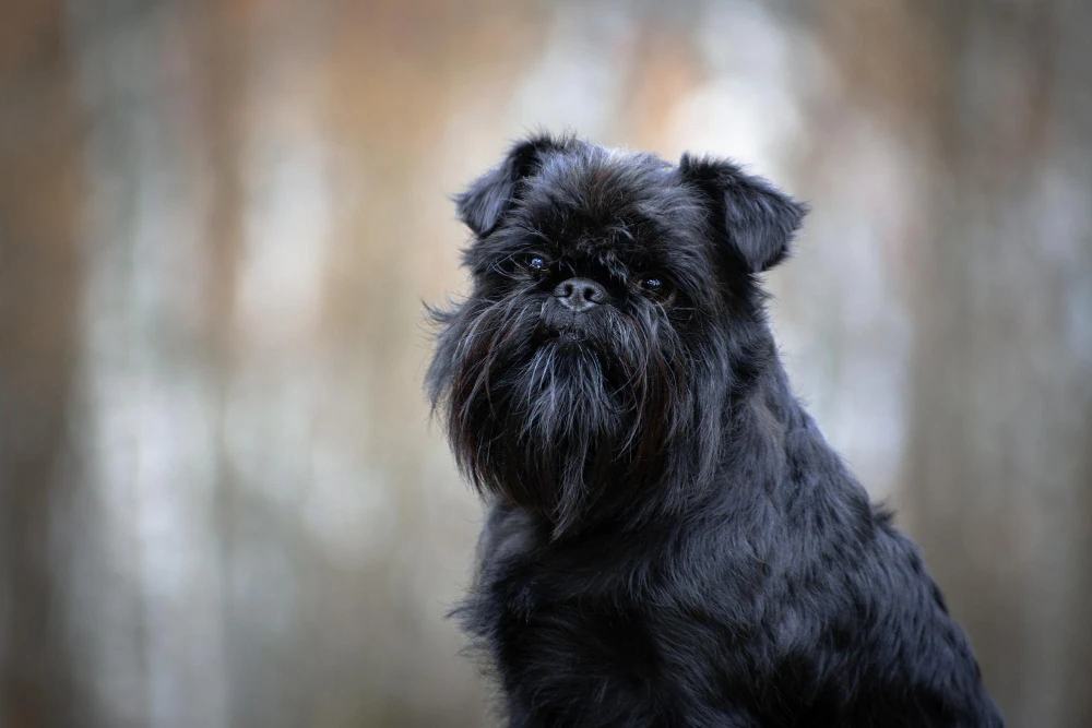 Affenpinscher noir au pelage hirsute, petit chien vif et affectueux