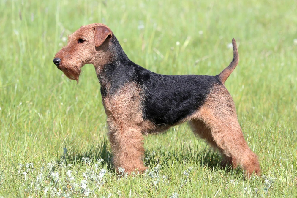 Airedale Terrier debout dans l’herbe, chien élégant et vigilant