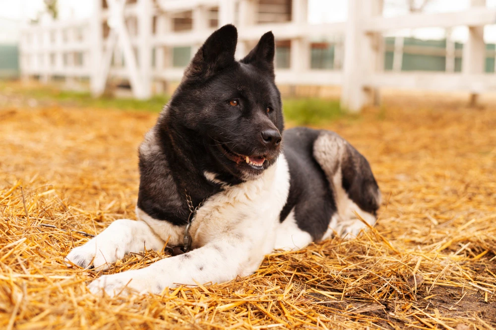 Akita américain allongé au sol, chien robuste et fidèle