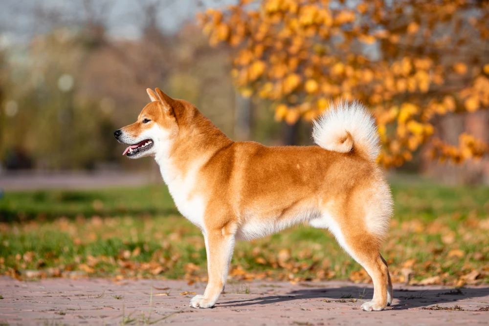 Akita Inu debout en extérieur, chien japonais élégant et noble