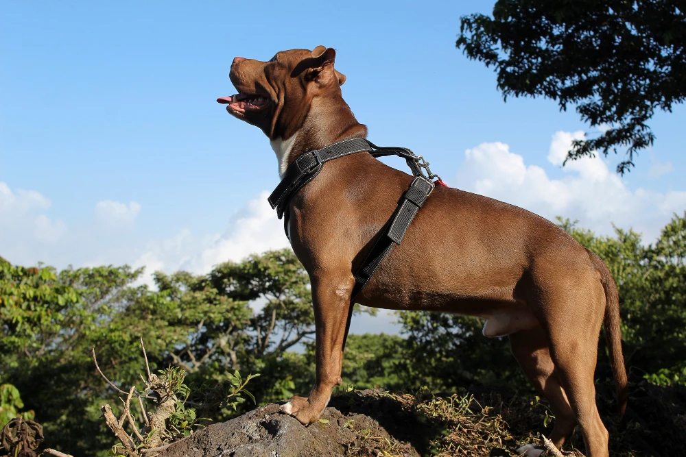 American Staffordshire Terrier debout en extérieur, chien musclé et loyal
