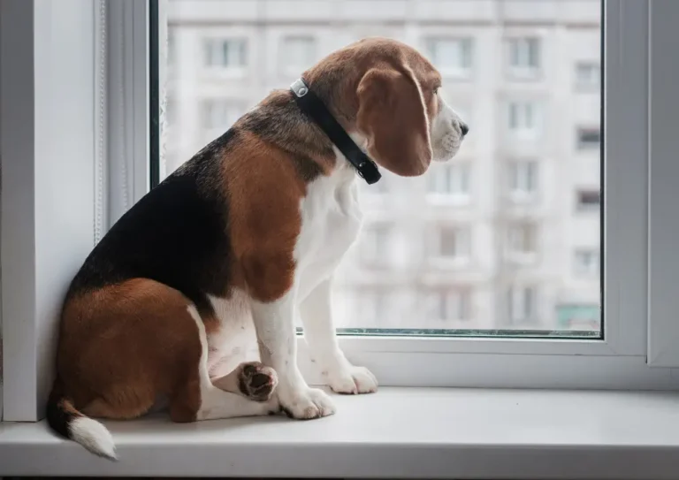 habituer chien rester seul fenetre beagle