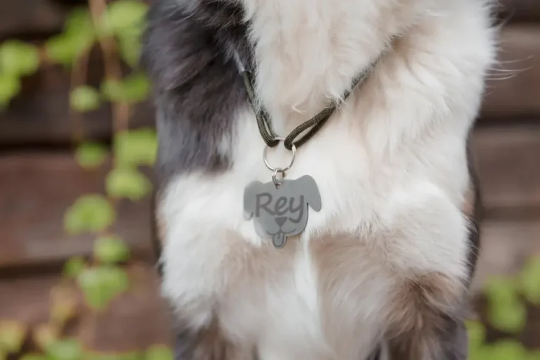 identification chien plaque collier medaille