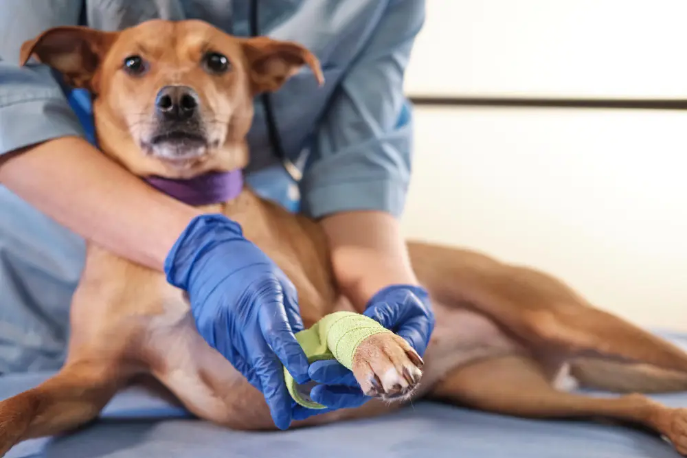 Kinésithérapie canine post-opératoire : bandage de la patte pour soutenir la récupération et la gestion de la douleur