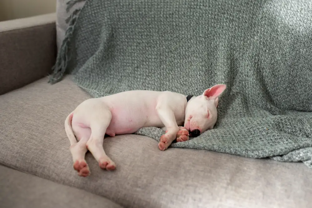 Chiot dormant profondément après sa première nuit : évaluer et ajuster l'environnement de sommeil