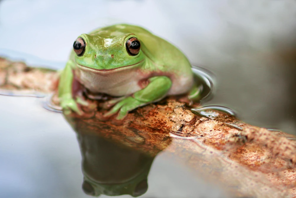 Grenouille verte posée sur une branche au bord de l’eau, illustration pour aborder la santé d'un amphibien