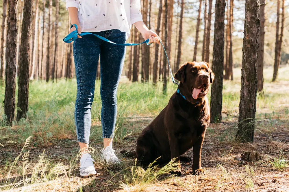 Chien assis en laisse travaillant la marche au pied sans tirer en extérieur