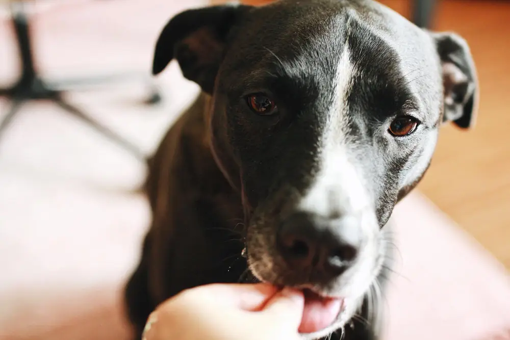 Chien mangeant une croquette illustrant le début de la digestion