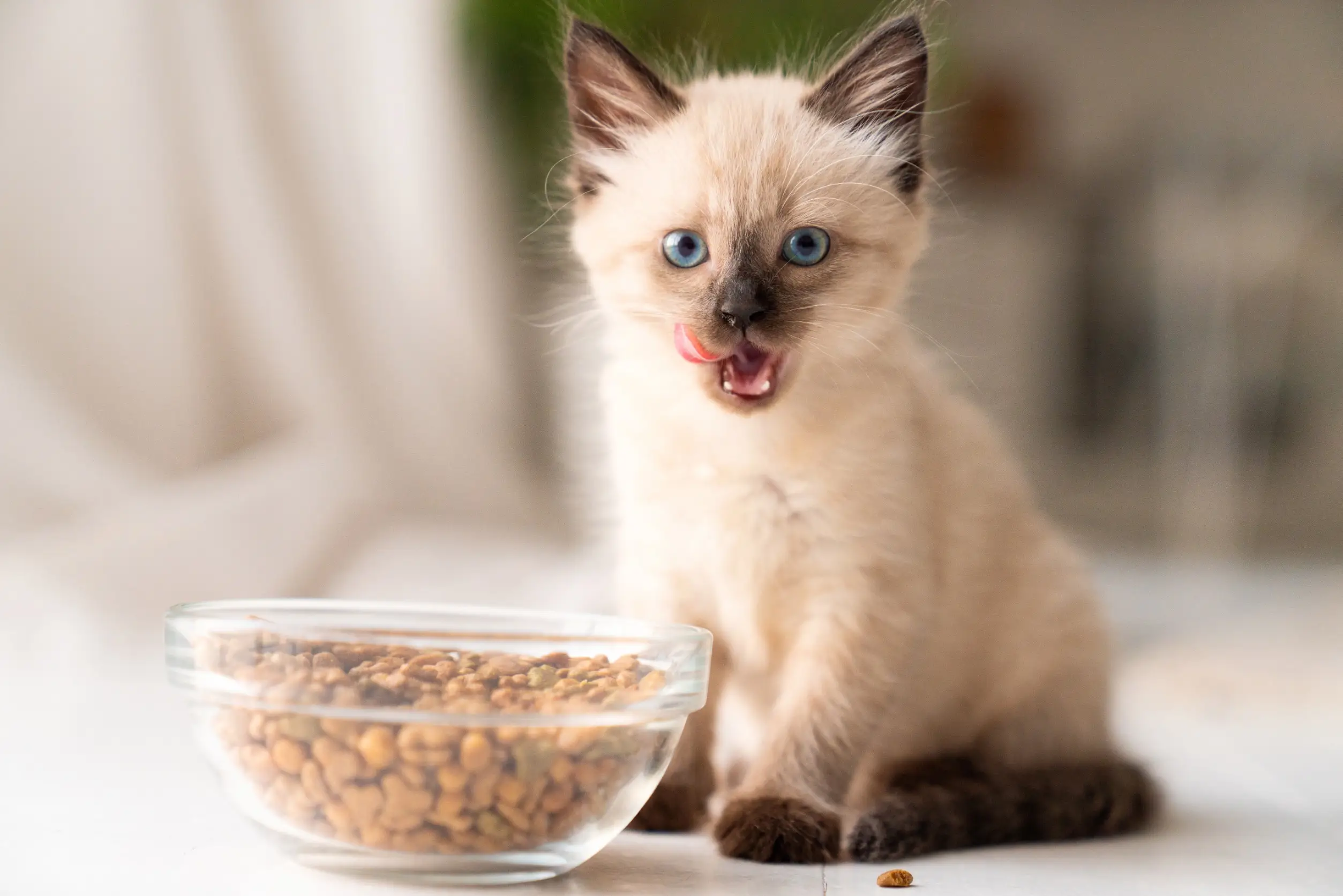 Chaton beuge aux yeux bleus devant une gamelle de croquettes
